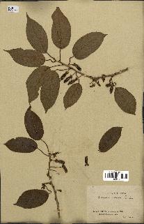 spécimen de Actinidia callosa