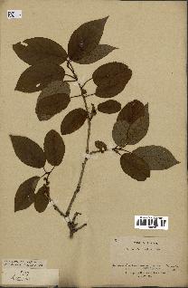 spécimen de Actinidia callosa