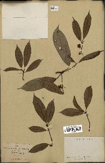 spécimen de Actinidia callosa