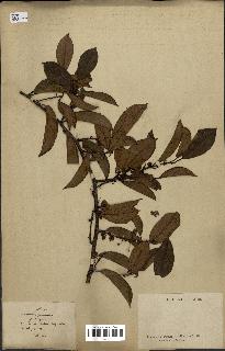 spécimen de Actinidia callosa