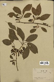 spécimen de Actinidia callosa