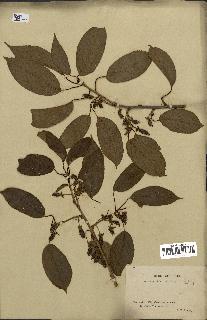 spécimen de Actinidia callosa