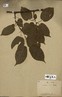 spécimen de Actinidia callosa