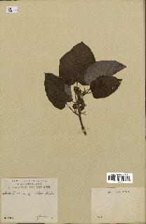 spécimen de Actinidia callosa