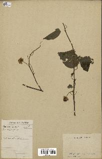spécimen de Actinidia callosa