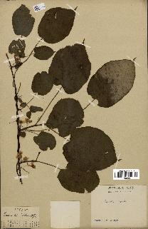 spécimen de Actinidia callosa