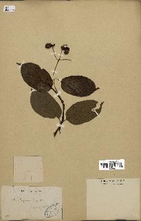 spécimen de Actinidia callosa