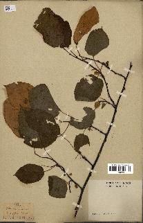 spécimen de Actinidia callosa