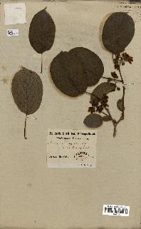 spécimen de Actinidia callosa