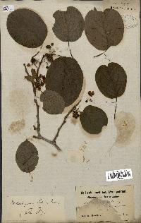 spécimen de Actinidia callosa