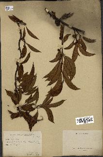 spécimen de Actinidia callosa