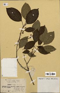 spécimen de Actinidia callosa