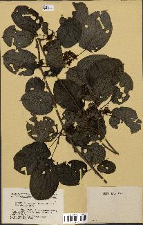 spécimen de Actinidia callosa