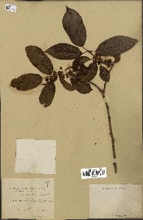 spécimen de Actinidia callosa