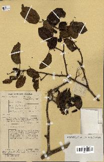 spécimen de Actinidia callosa