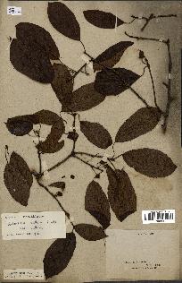 spécimen de Actinidia callosa