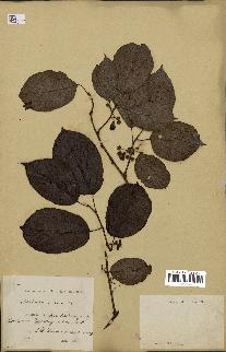 spécimen de Actinidia callosa