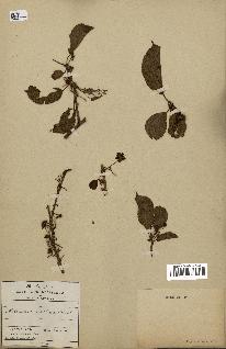 spécimen de Actinidia callosa