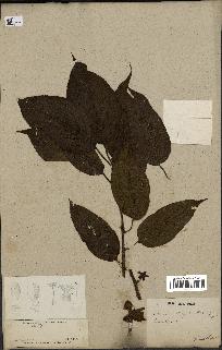 spécimen de Actinidia strigosa