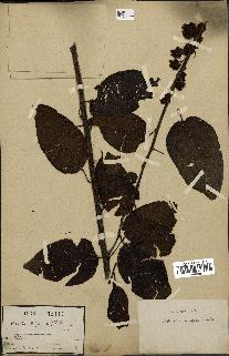 spécimen de Actinidia strigosa