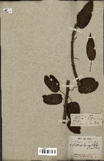 spécimen de Actinidia strigosa