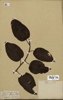 spécimen de Actinidia strigosa