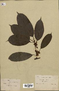 spécimen de Actinidia callosa