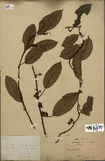 spécimen de Actinidia callosa