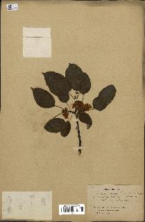 spécimen de Actinidia callosa