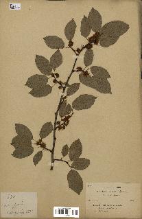 spécimen de Actinidia callosa