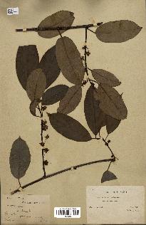 spécimen de Actinidia callosa