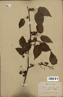 spécimen de Actinidia callosa