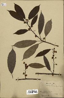 spécimen de Actinidia callosa