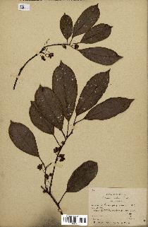 spécimen de Actinidia callosa