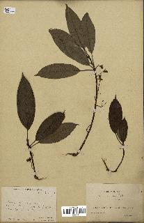 spécimen de Actinidia callosa