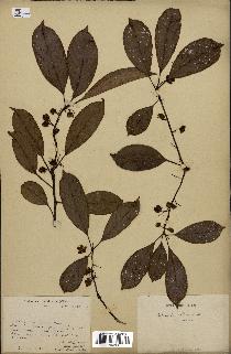 spécimen de Actinidia callosa