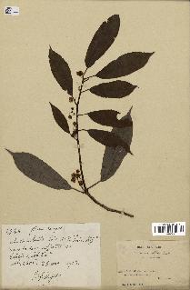 spécimen de Actinidia callosa