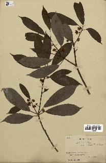 spécimen de Actinidia callosa