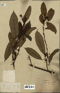 spécimen de Actinidia callosa