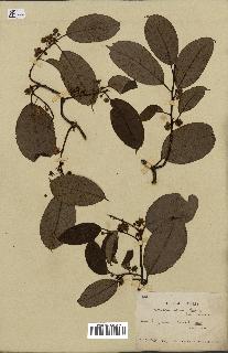 spécimen de Actinidia callosa
