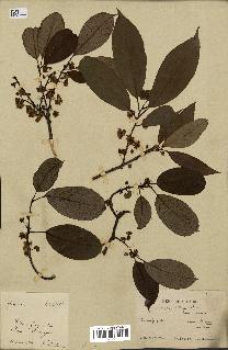 spécimen de Actinidia callosa