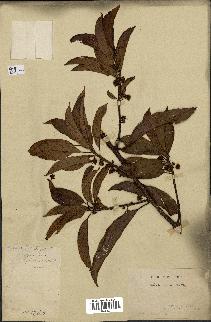 spécimen de Actinidia callosa