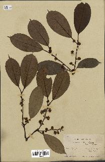 spécimen de Actinidia callosa