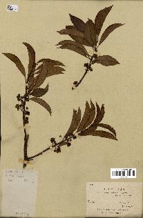 spécimen de Actinidia callosa