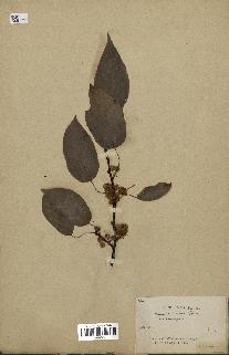 spécimen de Actinidia callosa