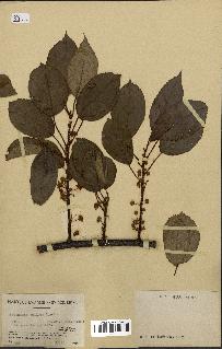 spécimen de Actinidia callosa