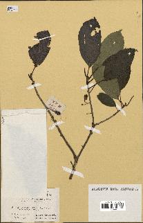spécimen de Actinidia callosa
