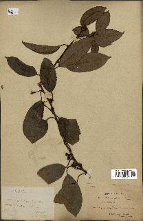 spécimen de Actinidia callosa
