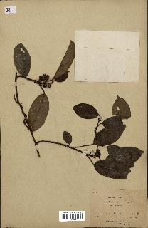 spécimen de Actinidia callosa