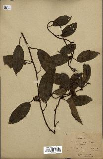 spécimen de Actinidia callosa